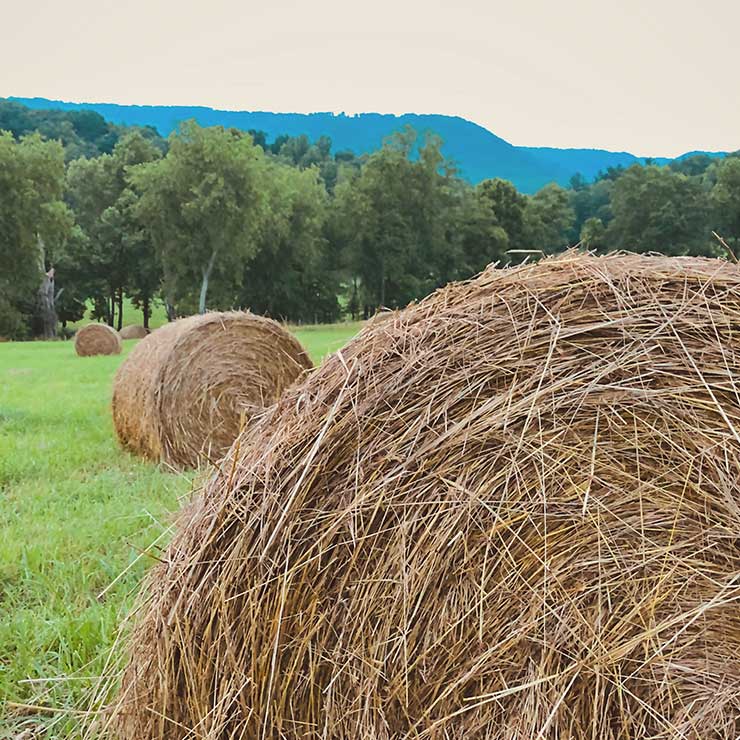 Hay bales