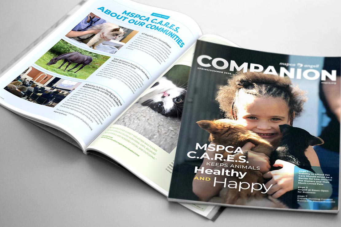 MSPCA - companion newsletter - direct mail