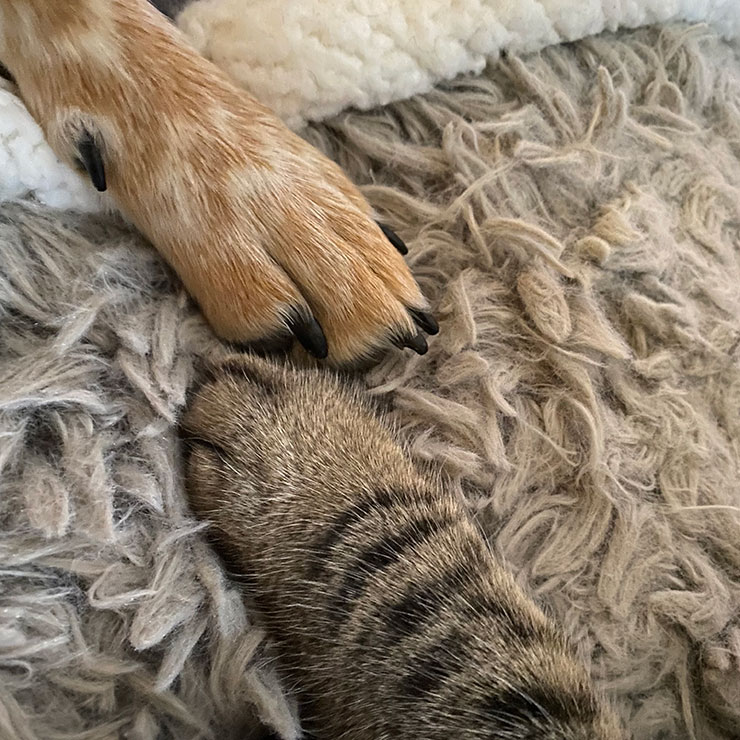 Dog and cat paws