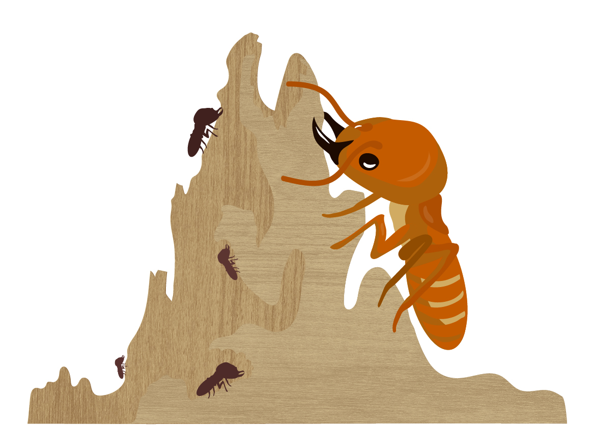 termite illustration