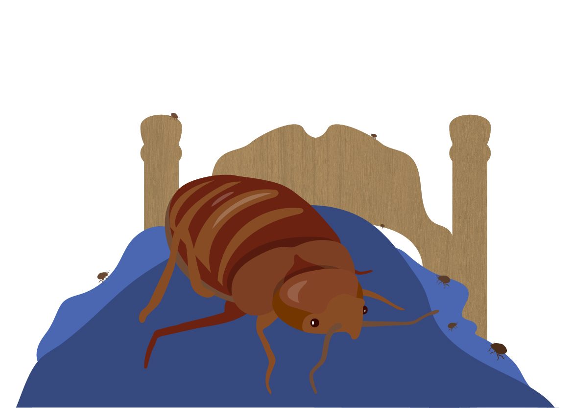 bed bug illustration