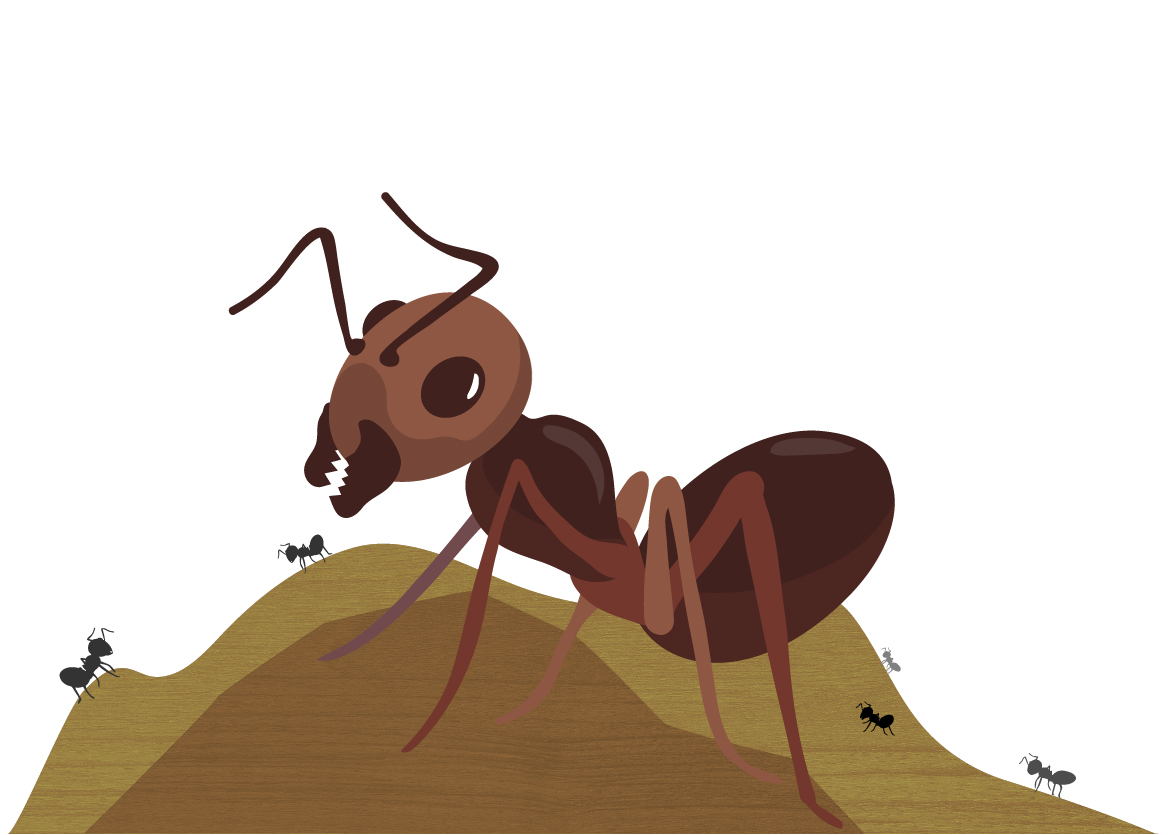 red ant illustration