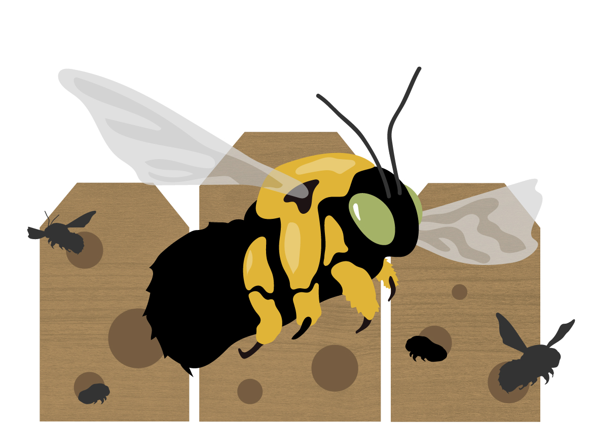 bee illustration