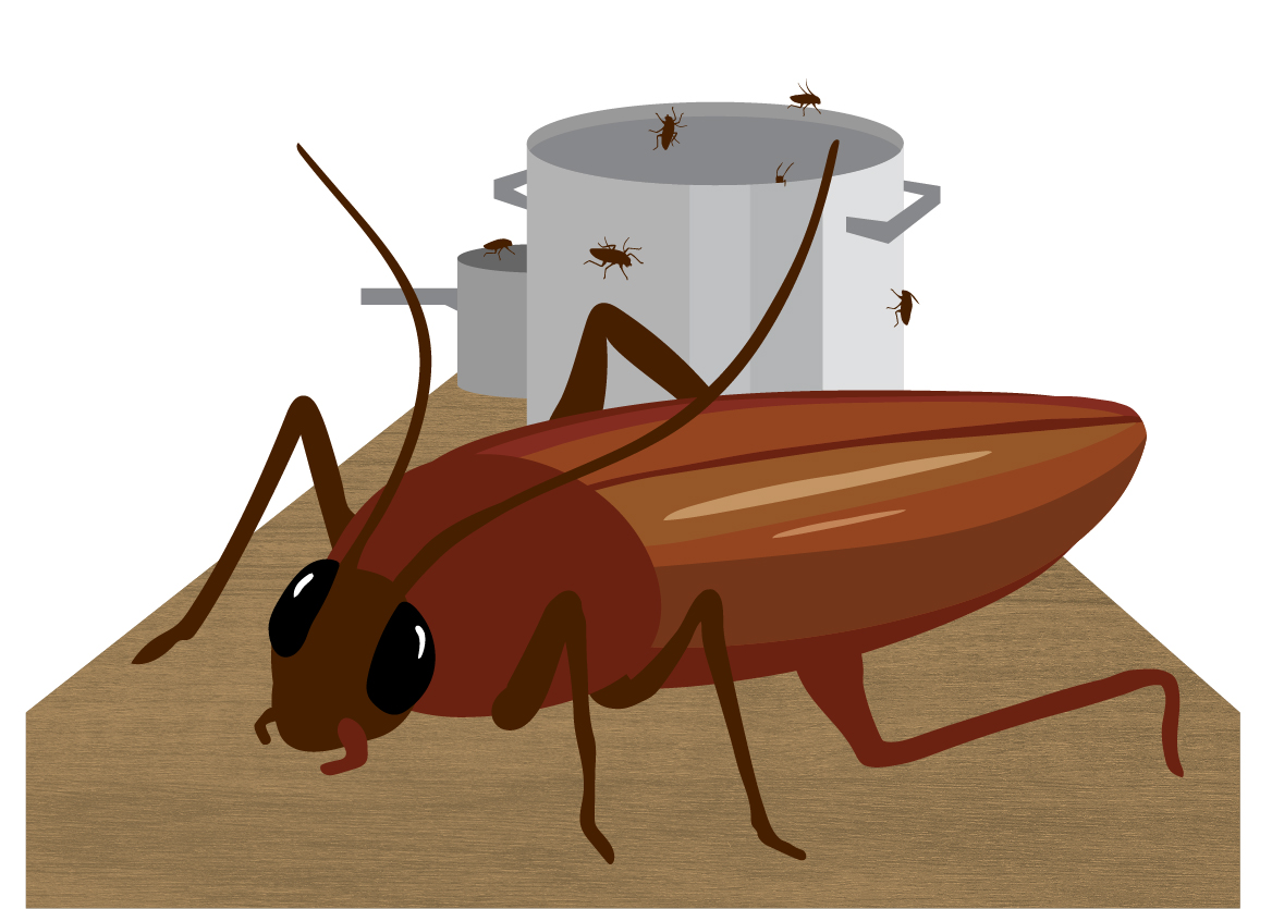 cockroach illustration