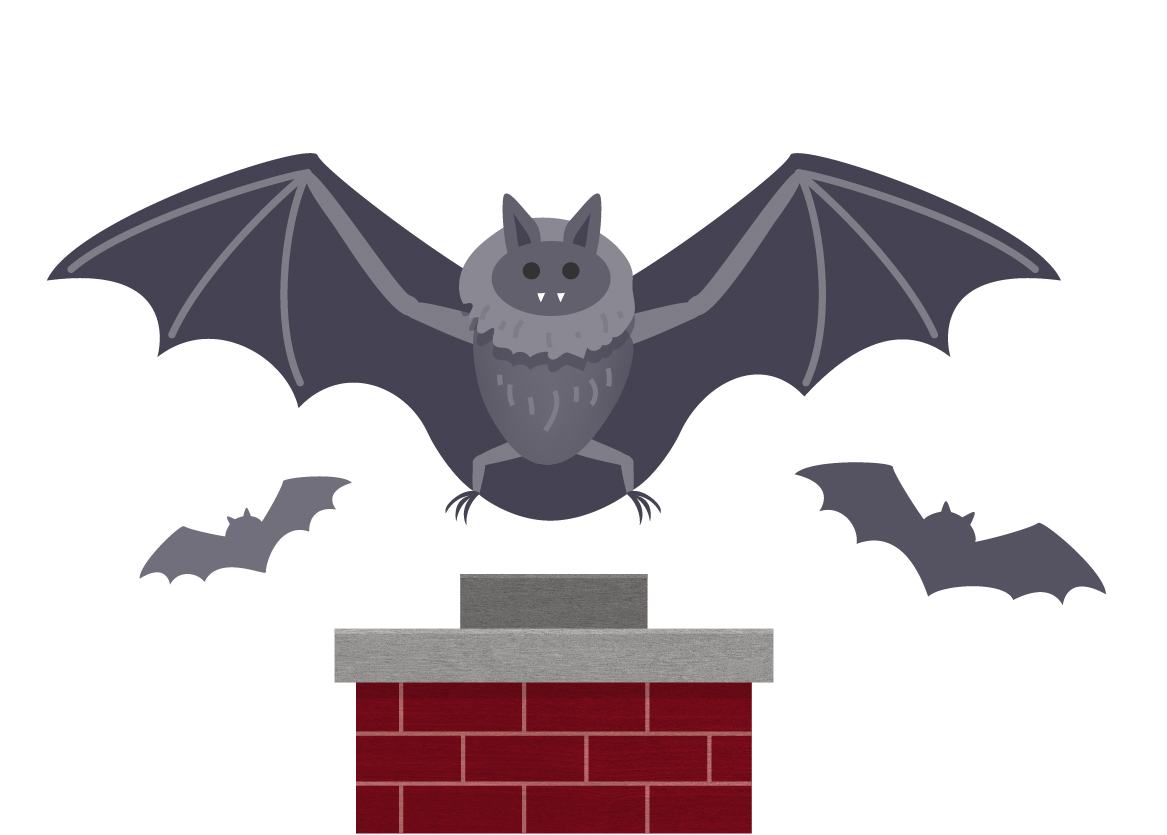 bat illustration