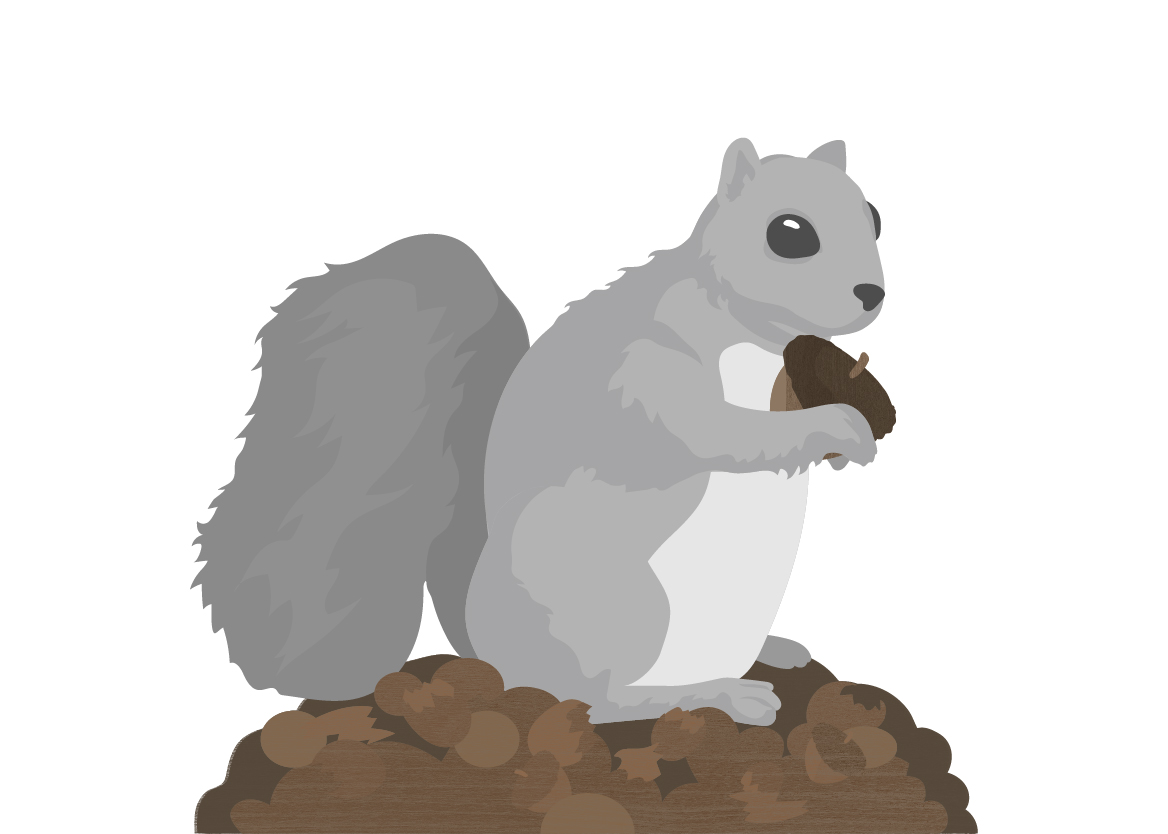 squirrel illustration