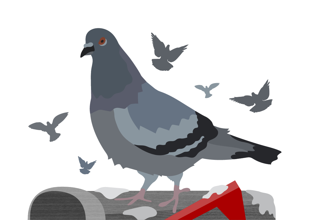 pigeon illustration