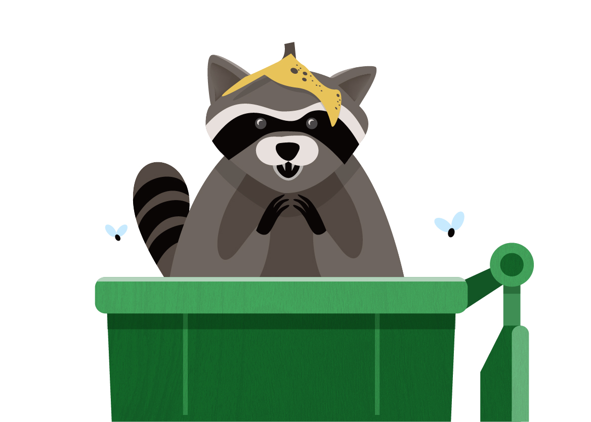 raccoon illustration