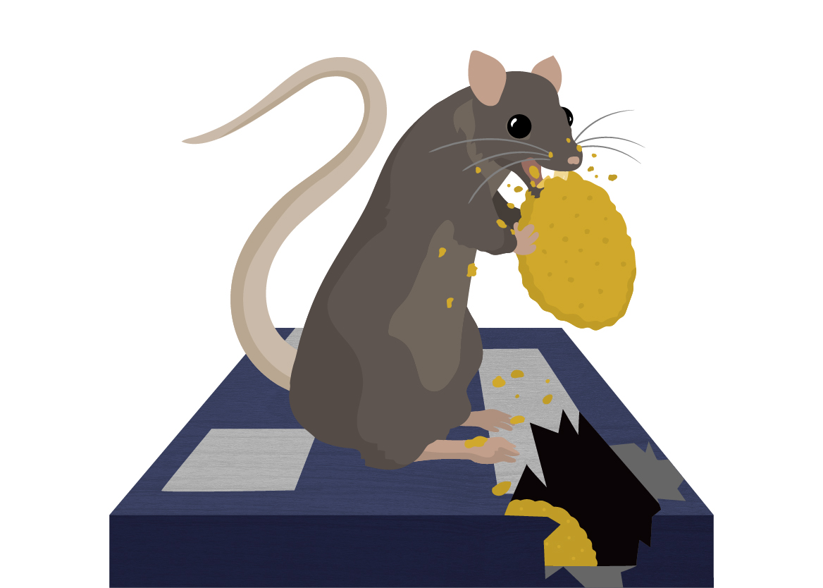 rat illustration