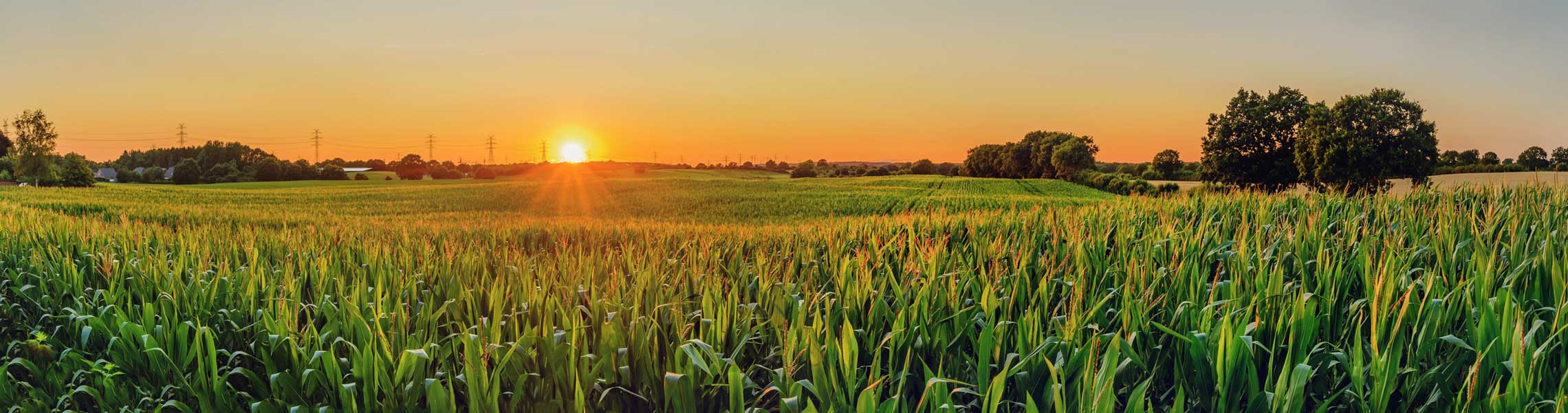 corn field