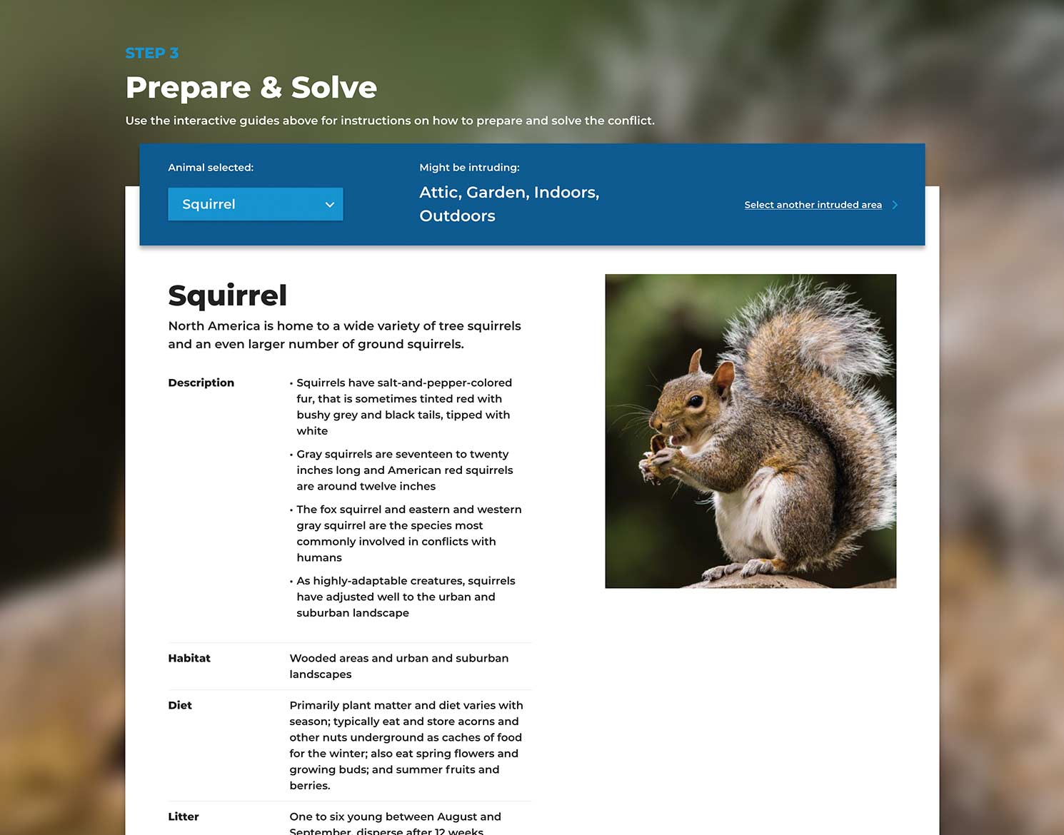 Intruder Excluder website example of intruder squirrel and various ways they can enter homes