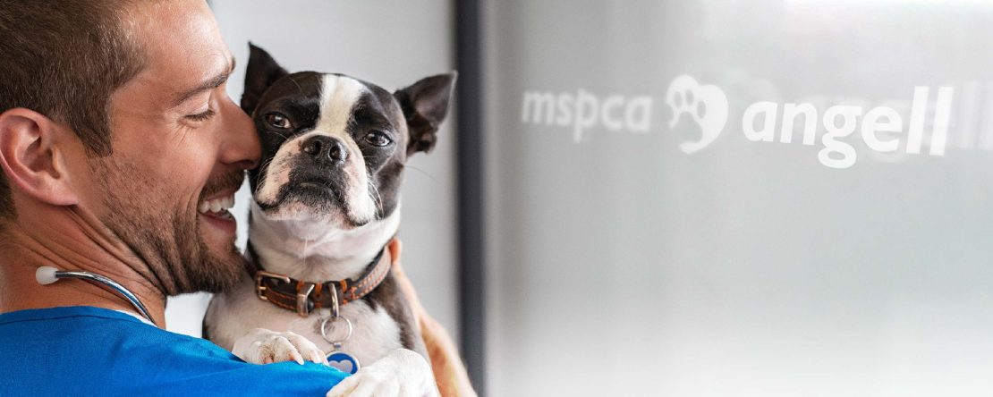 MSPCA-Angell veterinary doctor compassionately holding a Boston Terrier