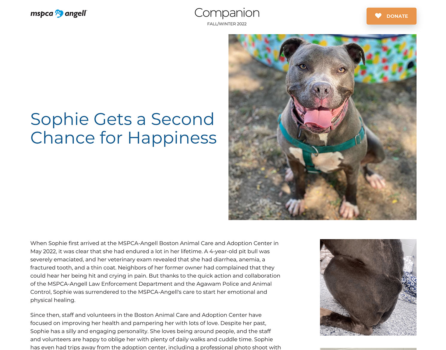 MSPCA-Angell newsletter website with story of dog named Sophie