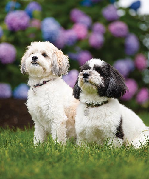 2 dogs on Cape Cod with flowers in background