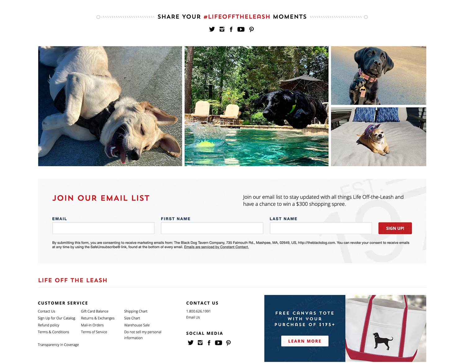 The Black Dog website design homepage on scroll