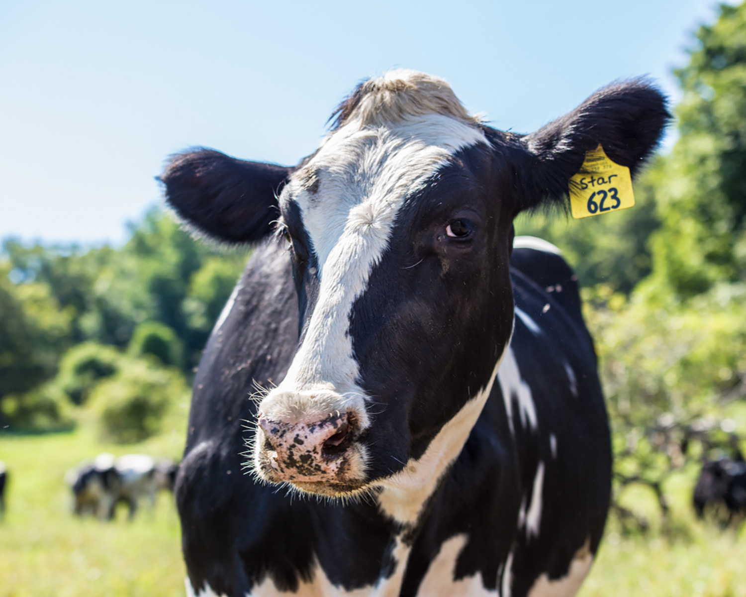 New England Dairy Image grid cow
